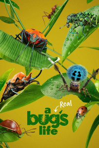 A Real Bug's Life - A Real Bug's Life