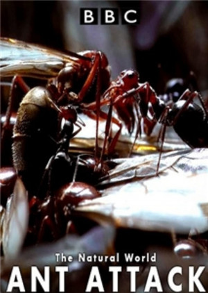 Kiến ăn thịt - The Natural World - Ant Attack